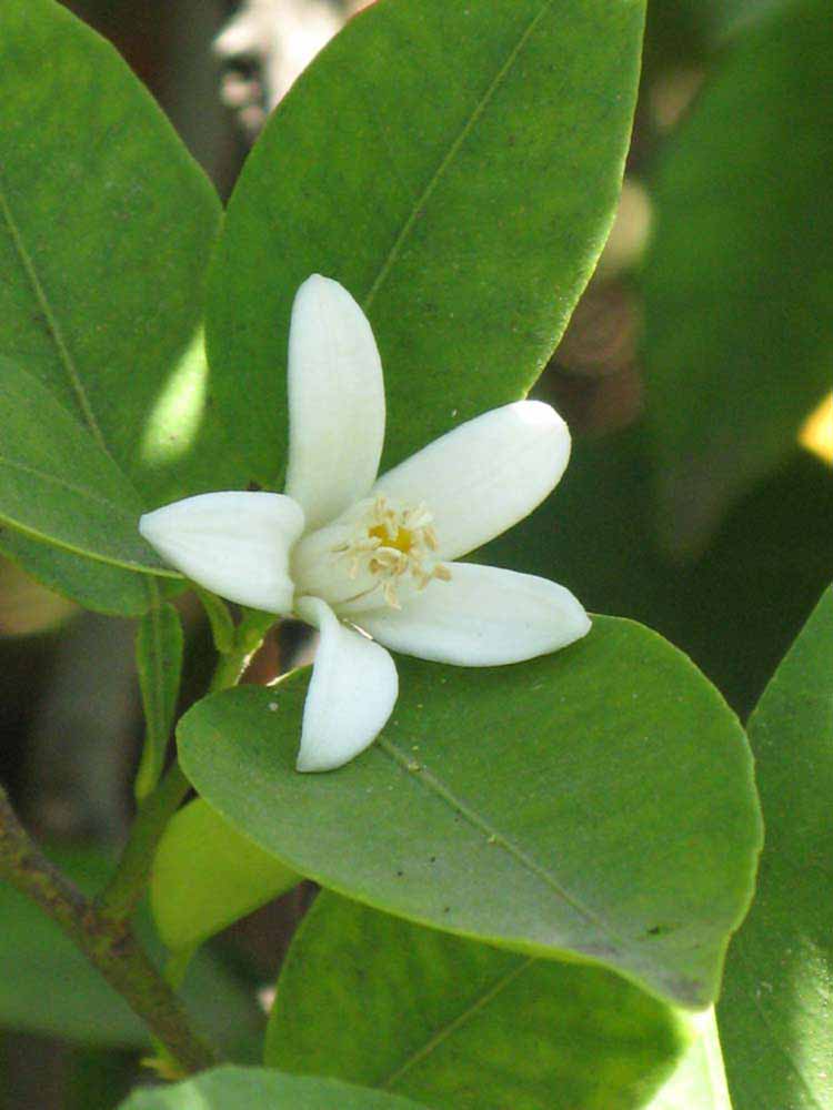              Flower (Riverside, CA)       